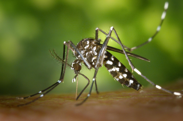 Zanzare - Come limitare la diffusione